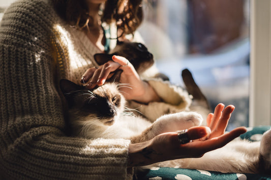 Why Choose Us as Your Trusted Pet Sitter for Your Furry Friend?
