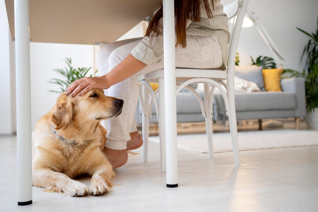 About Little Paws Pet Services